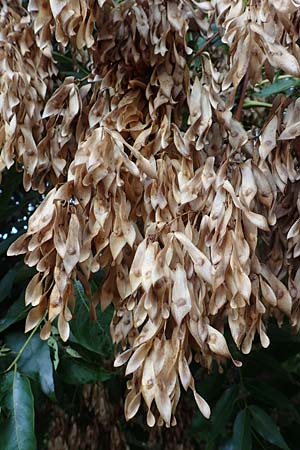 Ailanthus altissima \ Chinesischer G�tterbaum / Tree of Heaven, D Mannheim 20.9.2015