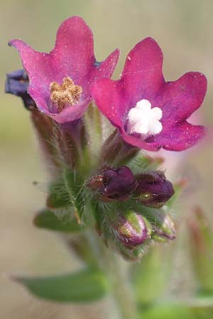 Anchusa officinalis \ Gew�hnliche Ochsenzunge / Common Bugloss, D Lorsch 25.5.2017