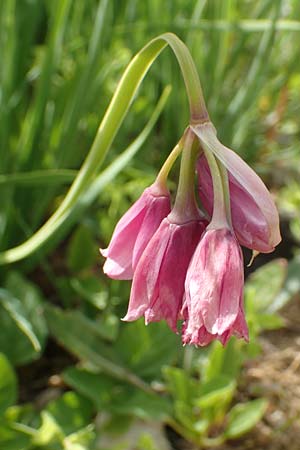 Allium insubricum \ S&uuml;dalpen-Lauch / Lombardy Garlic, Piedmont Garlic, D Botan. Gar.  Universit.  T&uuml;bingen 17.6.2017