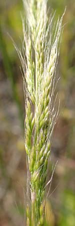 Apera interrupta \ Unterbrochener Windhalm / Dense Silky-Bent, Interrupted Bent Grass, D Germersheim 4.6.2019