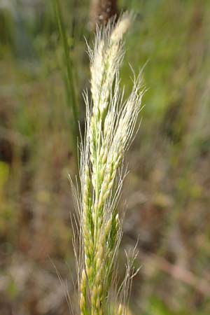 Apera interrupta, Dense Silky-Bent, Interrupted Bent Grass