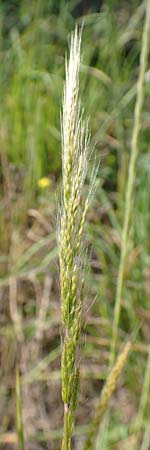 Apera interrupta \ Unterbrochener Windhalm / Dense Silky-Bent, Interrupted Bent Grass, D Germersheim 4.6.2019
