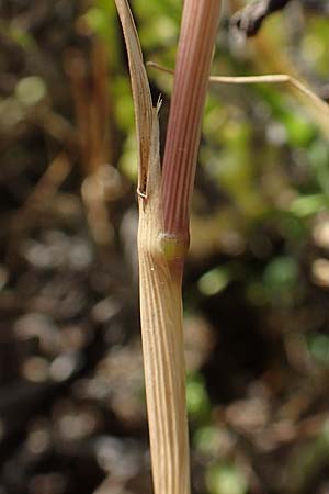 Apera interrupta \ Unterbrochener Windhalm / Dense Silky-Bent, Interrupted Bent Grass, D Germersheim 4.6.2019