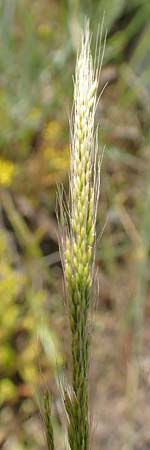 Apera interrupta \ Unterbrochener Windhalm / Dense Silky-Bent, Interrupted Bent Grass, D Germersheim 4.6.2019