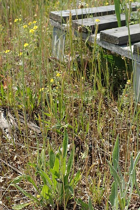 Apera interrupta \ Unterbrochener Windhalm / Dense Silky-Bent, Interrupted Bent Grass, D Germersheim 4.6.2019