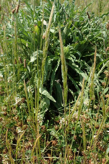 Apera interrupta \ Unterbrochener Windhalm / Dense Silky-Bent, Interrupted Bent Grass, D Germersheim 4.6.2019