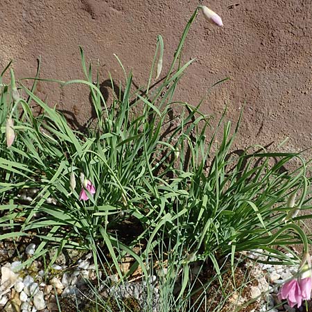 Allium insubricum \ S&uuml;dalpen-Lauch / Lombardy Garlic, Piedmont Garlic, D   2.6.2023