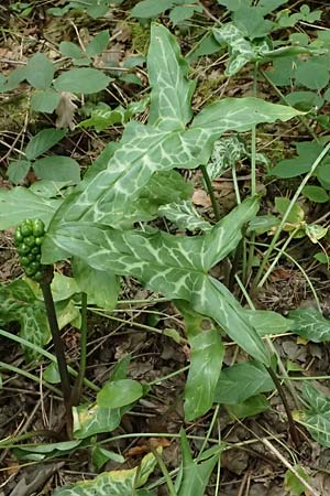 Arum italicum \ Italienischer Aronstab / Italian Lords and Ladies, D Schaidt 29.6.2024