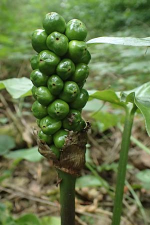Arum italicum \ Italienischer Aronstab / Italian Lords and Ladies, D Schaidt 29.6.2024