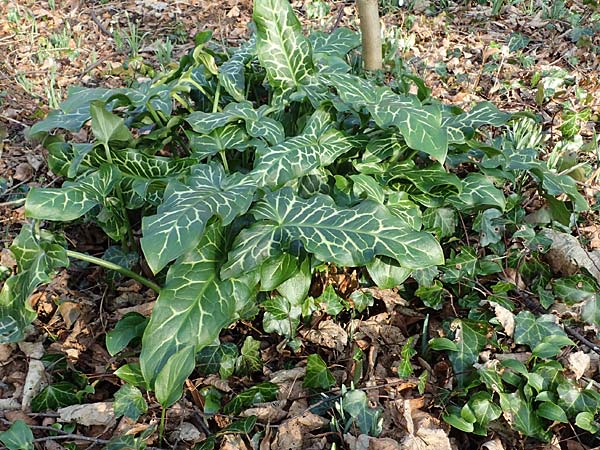 Arum italicum \ Italienischer Aronstab / Italian Lords and Ladies, D Mannheim 9.2.2025