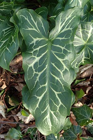 Arum italicum \ Italienischer Aronstab / Italian Lords and Ladies, D Mannheim 9.2.2025