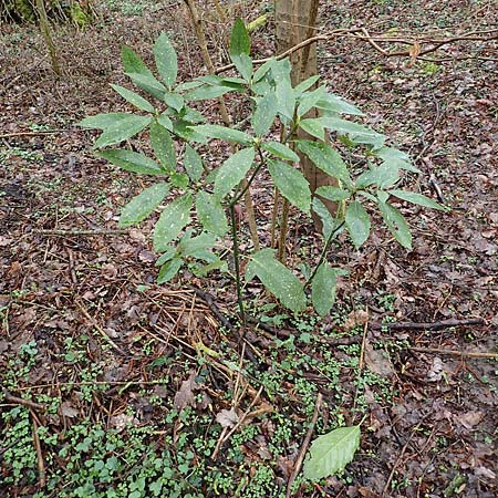 Aucuba japonica \ Japanische Goldorange, Japanische Aukube / Gold Dust Plant, D Leverkusen 11.3.2019
