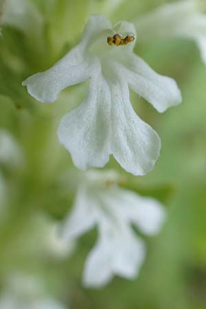 Ajuga reptans \ Kriechender G�nsel / Bugle, D Odenwald, Grasellenbach 26.5.2019