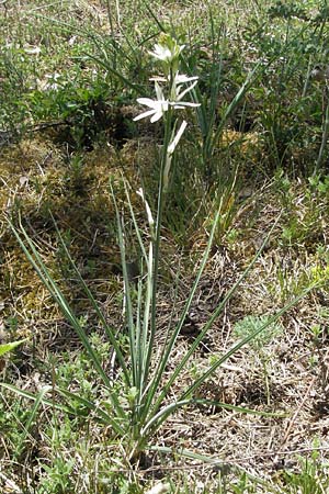 Anthericum liliago \ Astlose Graslilie / St. Bernard's Lily, D Karlstadt 30.4.2007