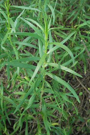 Galatella linosyris \ Gold-Aster / Goldilocks Aster, D Hemsbach 21.5.2007