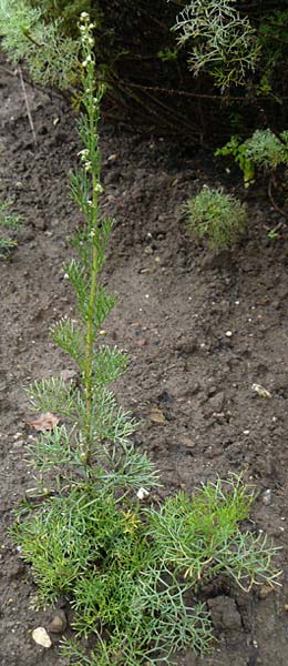 Artemisia alba ? \ Kampfer-Wermut, Cola-Strauch / Camphor Wormwood, D Botan. Gar.  Universit.  Mainz 13.9.2008