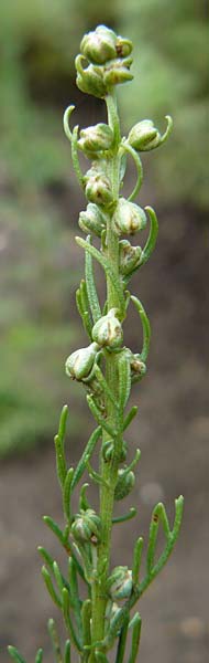 Artemisia alba ? \ Kampfer-Wermut, Cola-Strauch / Camphor Wormwood, D Botan. Gar.  Universit.  Mainz 13.9.2008