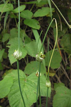 Allium oleraceum \ Ross-Lauch / Field Garlic, D Weinheim an der Bergstra&szlig;e 27.6.2012