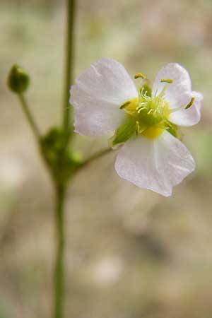 Alisma plantago-aquatica \ Gew�hnlicher Froschl�ffel / Water-Plantain, D Altlussheim 22.7.2015