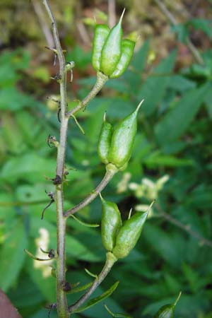 Aconitum lycoctonum subsp. vulparia \ Gelber Eisenhut, Wolfs-Eisenhut / Yellow Wolfsbane, D Beuron 26.7.2015