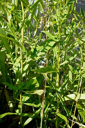Symphyotrichum lanceolatum \ Lanzett-Herbst-Aster / Narrow-Leaved Michaelmas Daisy, White Panicle Aster, D Runkel an der Lahn 1.8.2015