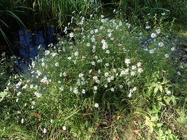Symphyotrichum lanceolatum \ Lanzett-Herbst-Aster / Narrow-Leaved Michaelmas Daisy, White Panicle Aster, D Karlsruhe 3.10.2015