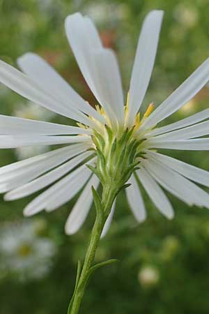 Symphyotrichum lanceolatum \ Lanzett-Herbst-Aster / Narrow-Leaved Michaelmas Daisy, White Panicle Aster, D Karlsruhe 3.10.2015