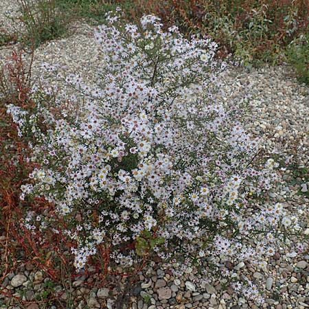 Symphyotrichum lanceolatum \ Lanzett-Herbst-Aster / Narrow-Leaved Michaelmas Daisy, White Panicle Aster, D Mannheim Rei&szlig;-Insel 17.10.2015