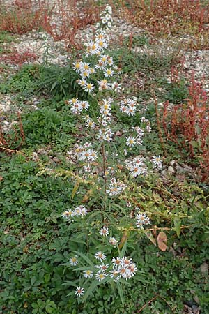 Symphyotrichum lanceolatum \ Lanzett-Herbst-Aster / Narrow-Leaved Michaelmas Daisy, White Panicle Aster, D Mannheim Rei&szlig;-Insel 17.10.2015