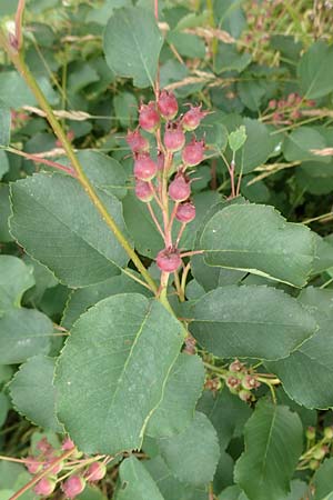 Amelanchier lamarckii \ Kupfer-Felsenbirne / Allegheny Service Berry, D Elsenfeld am Main 11.6.2016