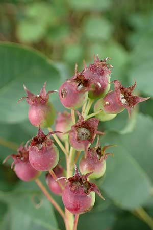 Amelanchier lamarckii \ Kupfer-Felsenbirne / Allegheny Service Berry, D Elsenfeld am Main 11.6.2016