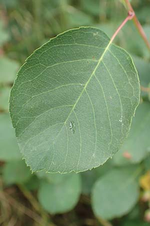 Amelanchier lamarckii \ Kupfer-Felsenbirne / Allegheny Service Berry, D Elsenfeld am Main 11.6.2016