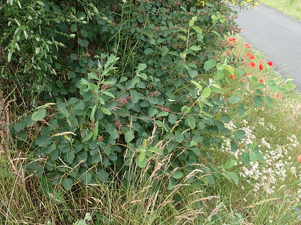 Amelanchier lamarckii \ Kupfer-Felsenbirne / Allegheny Service Berry, D Elsenfeld am Main 11.6.2016