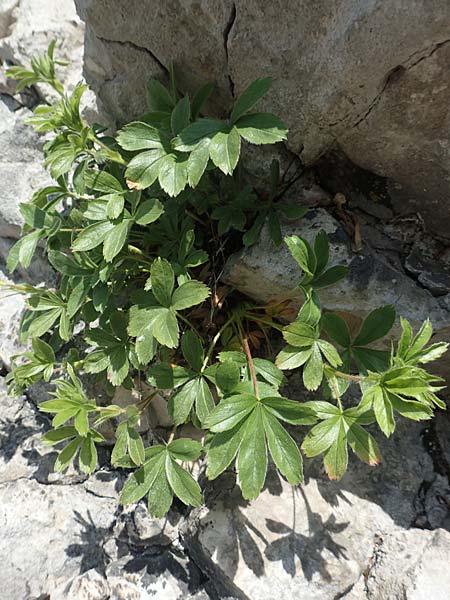 Alchemilla hoppeana \ Hoppes Frauenmantel / Hoppe's Lady's Mantle, D Pfronten 28.6.2016