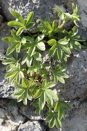 Alchemilla hoppeana \ Hoppes Frauenmantel / Hoppe's Lady's Mantle, D Pfronten 28.6.2016