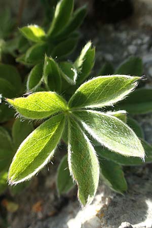Alchemilla hoppeana \ Hoppes Frauenmantel / Hoppe's Lady's Mantle, D Pfronten 28.6.2016