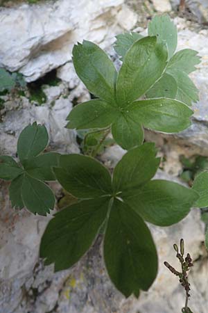 Alchemilla hoppeana \ Hoppes Frauenmantel / Hoppe's Lady's Mantle, D Pfronten 28.6.2016