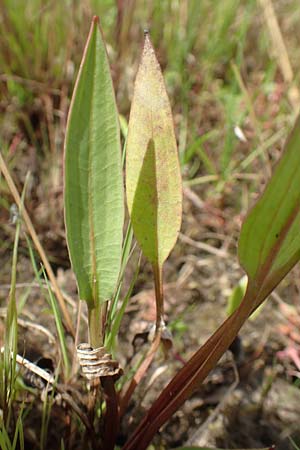 Alisma lanceolatum \ Lanzettbl&auml;ttriger Froschl�ffel / Water-Plantain, D Kehl 23.7.2016