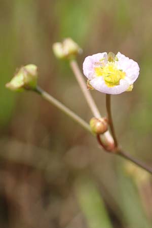Alisma lanceolatum \ Lanzettbl&auml;ttriger Froschl�ffel / Water-Plantain, D Kehl 23.7.2016