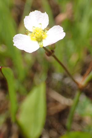 Alisma lanceolatum \ Lanzettbl&auml;ttriger Froschl�ffel / Water-Plantain, D Kehl 23.7.2016