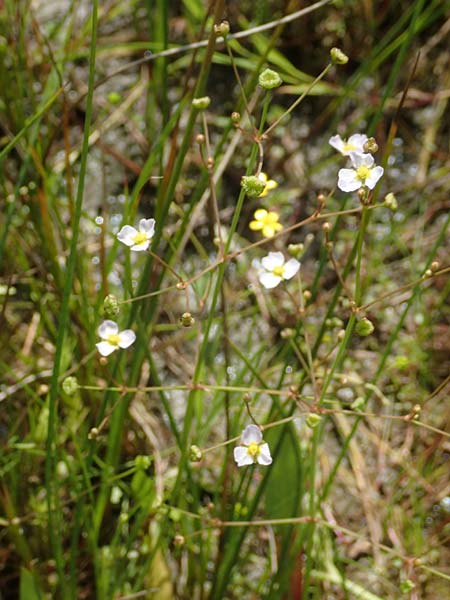 Alisma lanceolatum \ Lanzettbl&auml;ttriger Froschl�ffel / Water-Plantain, D Kehl 23.7.2016