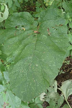 Arctium lappa \ Gro�e Klette / Greater Burdock, D Wald-Erlenbach 30.7.2016