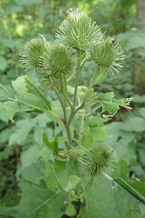 Arctium lappa \ Gro�e Klette / Greater Burdock, D Wald-Erlenbach 30.7.2016