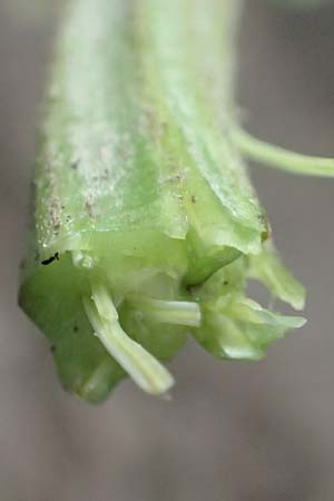 Arctium lappa \ Gro�e Klette / Greater Burdock, D Wald-Erlenbach 30.7.2016