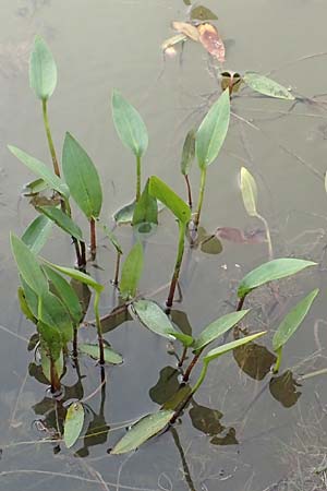 Alisma lanceolatum \ Lanzettbl&auml;ttriger Froschl�ffel / Water-Plantain, D Neustadt an der Aisch 2.10.2016