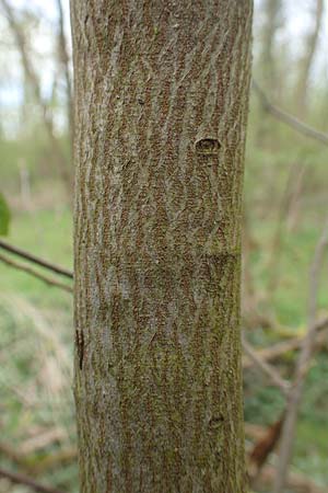 Amelanchier lamarckii \ Kupfer-Felsenbirne / Allegheny Service Berry, D Birkenheide 14.4.2018