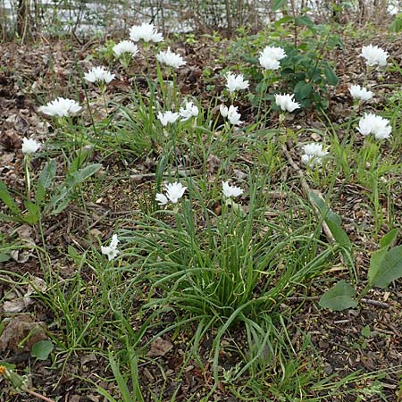 Allium trifoliatum \ Dreibl&auml;ttriger Lauch / Hirsute Garlic, Pink Garlic, D Stuttgart-Gaisburg 24.4.2018