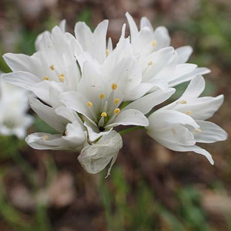 Allium trifoliatum \ Dreibl&auml;ttriger Lauch / Hirsute Garlic, Pink Garlic, D Stuttgart-Gaisburg 24.4.2018