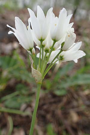 Allium trifoliatum \ Dreibl&auml;ttriger Lauch / Hirsute Garlic, Pink Garlic, D Stuttgart-Gaisburg 24.4.2018