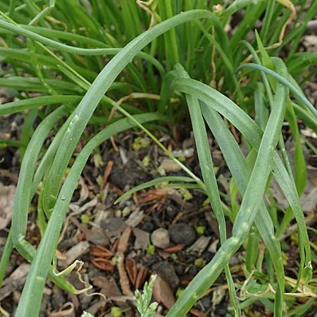 Allium trifoliatum \ Dreibl&auml;ttriger Lauch / Hirsute Garlic, Pink Garlic, D Stuttgart-Gaisburg 24.4.2018